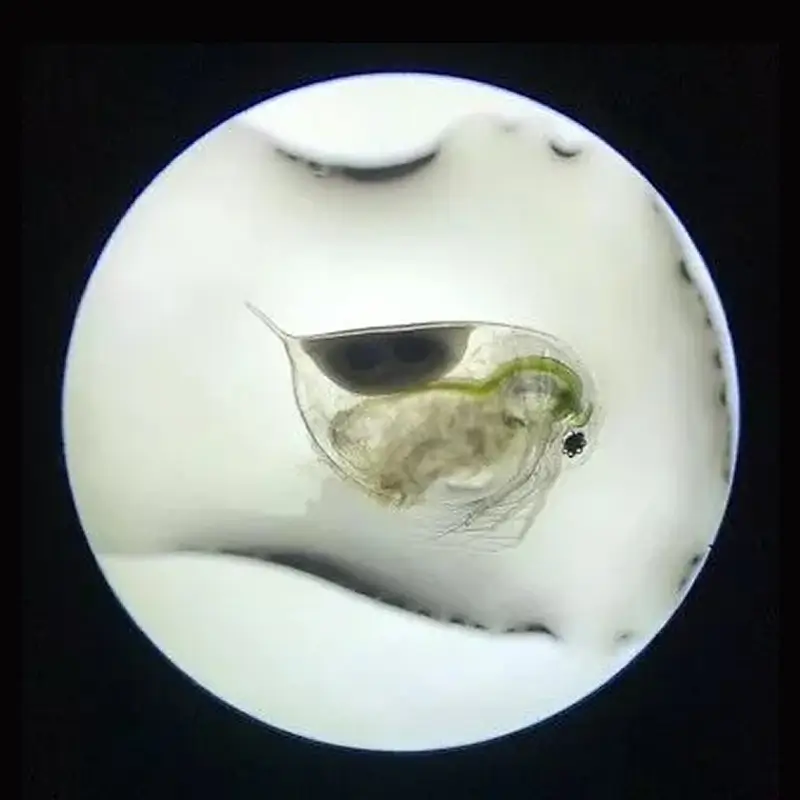 daphnia-1