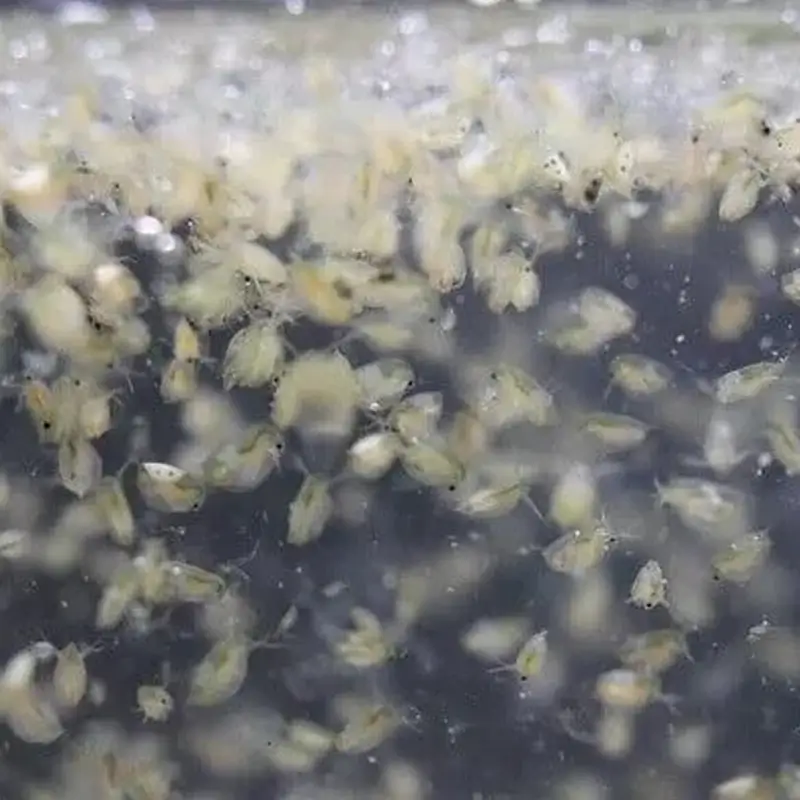daphnia-2