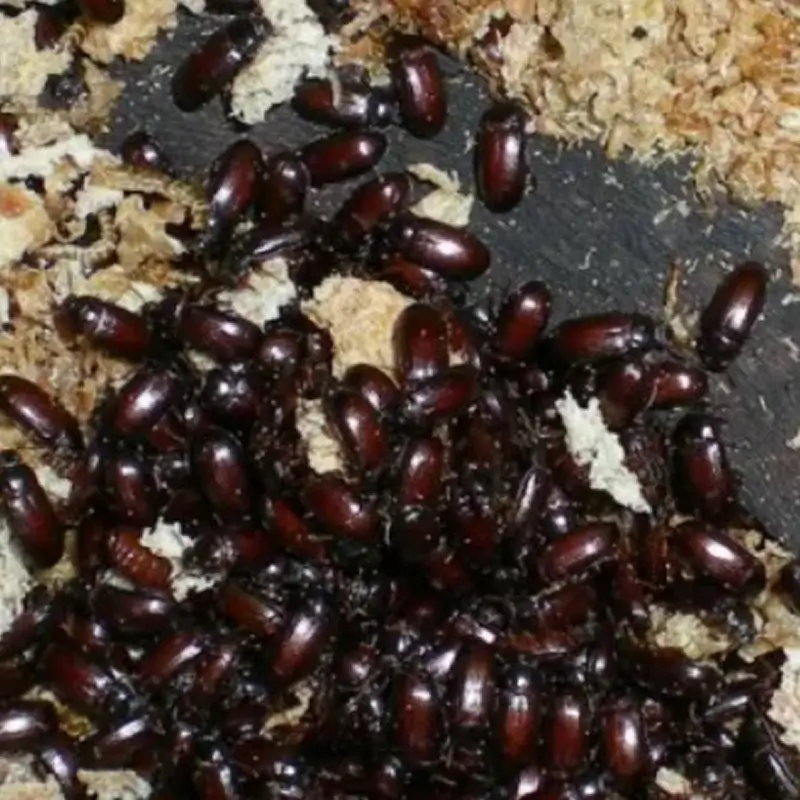 gorgojo-2