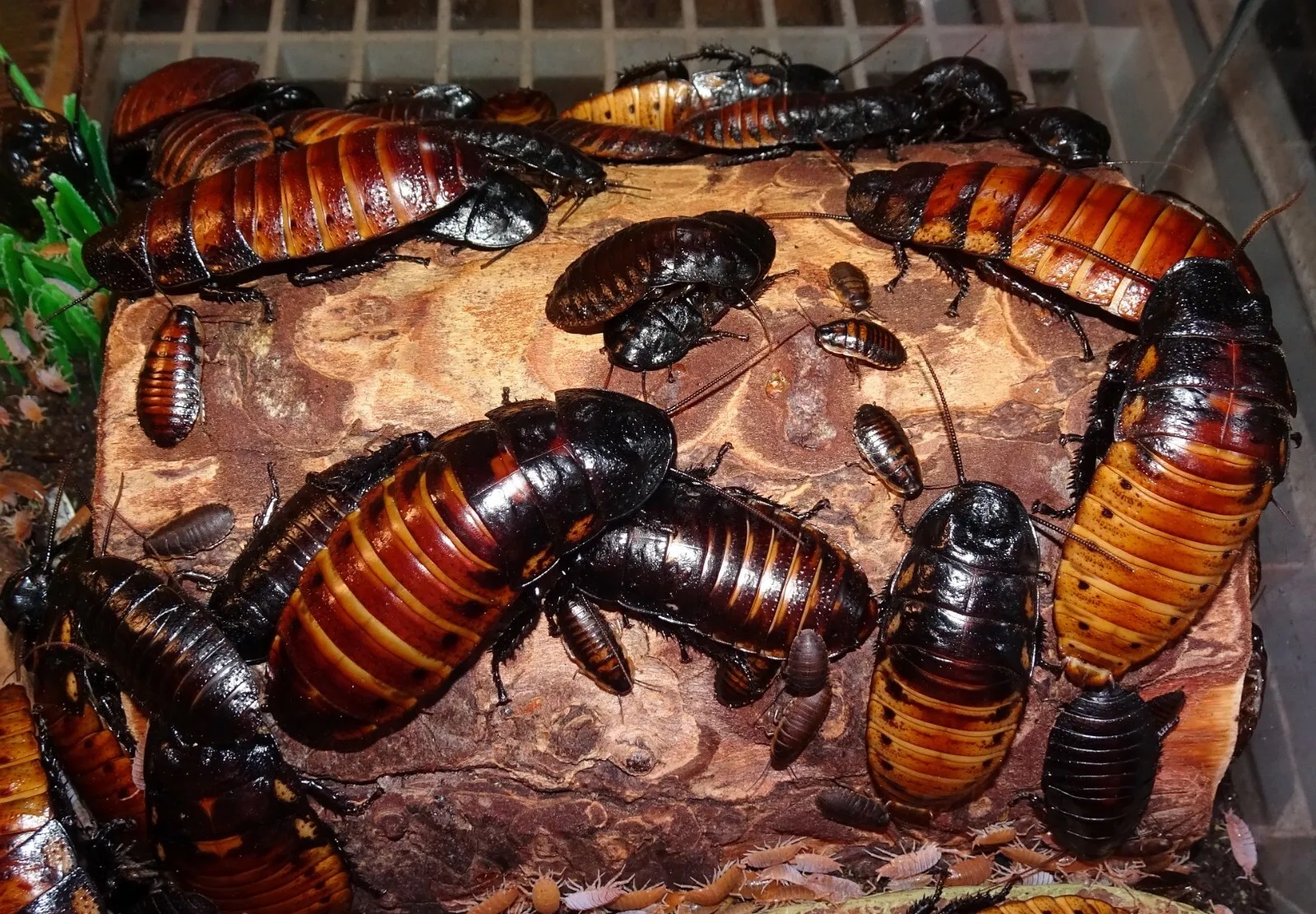 cucaracha mada
