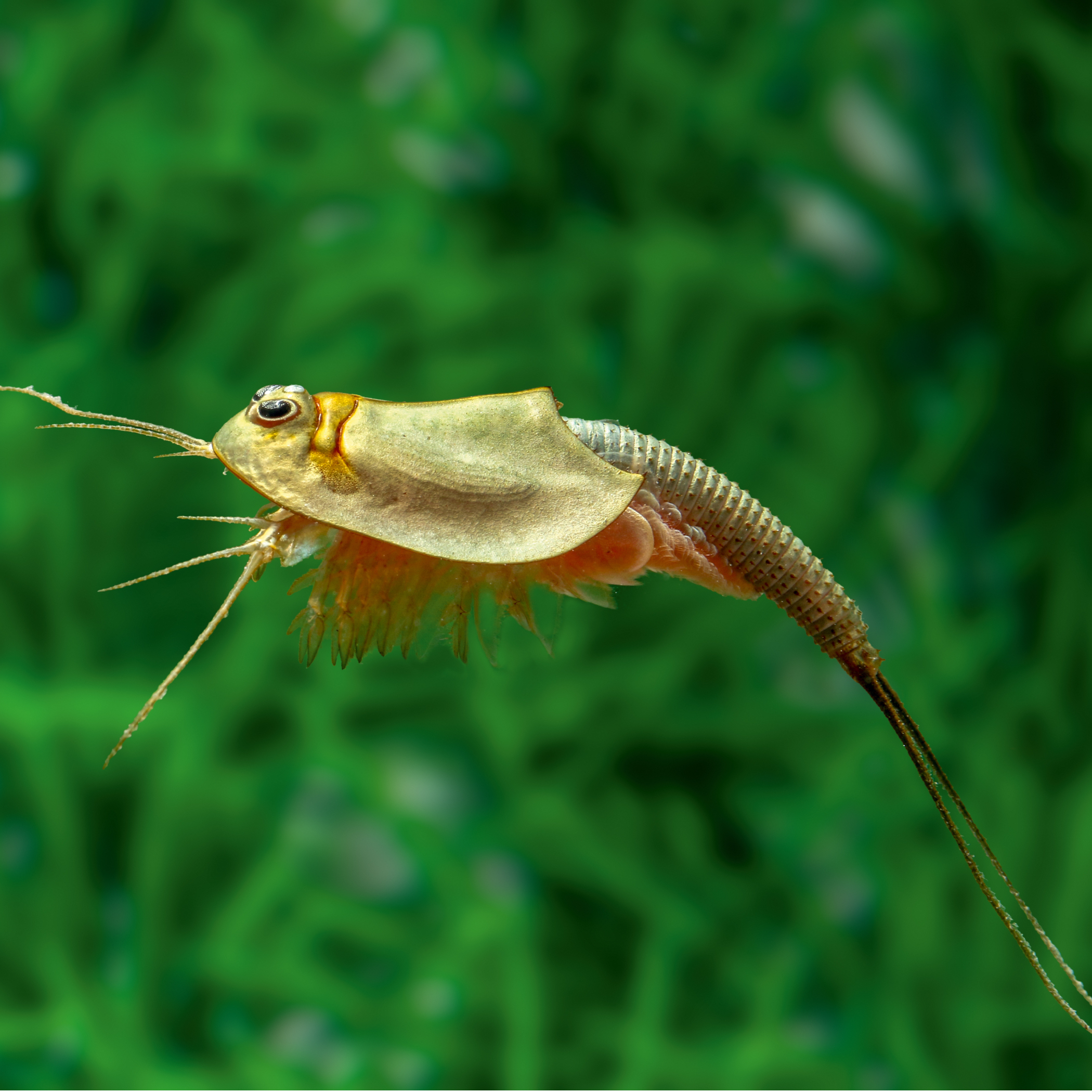Triops longicaudatus
